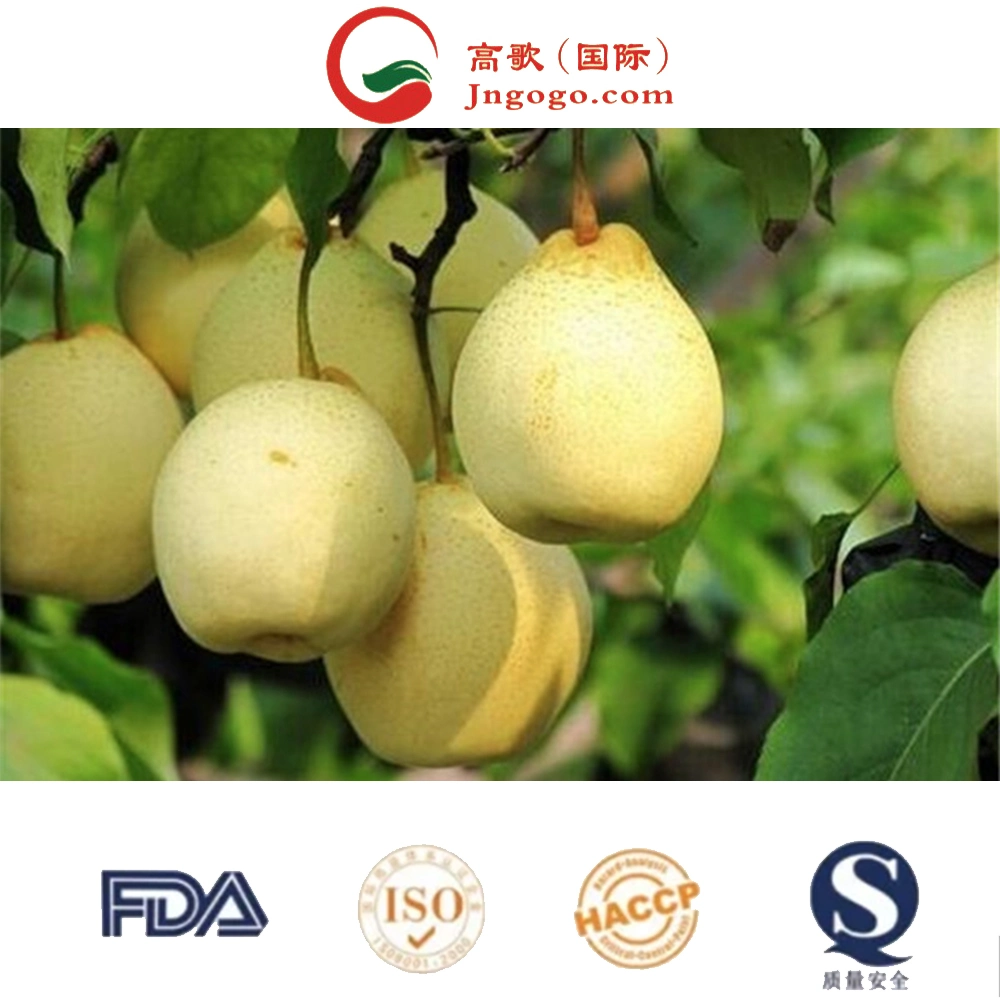 Chinese Fresh Yellow Pear Vitamins Fine Top Grade High Sugar