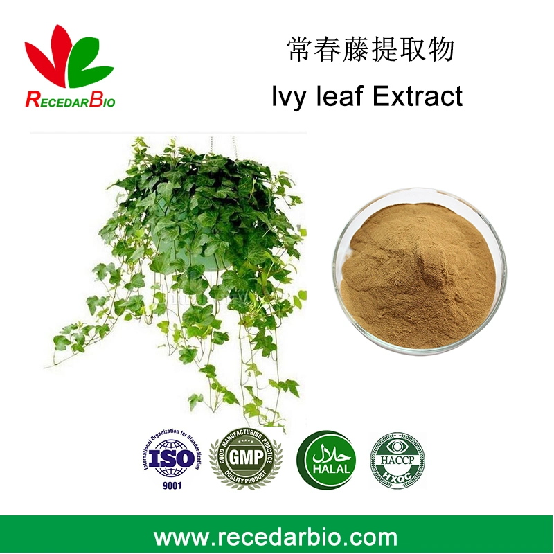 Hedera Helix Stem Powder 10% Hederacoside C IVY Leaf Extract