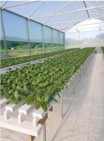 زجاج فعال مستدق غازات الدفيئة باستخدام نظام النمو Hydroponic