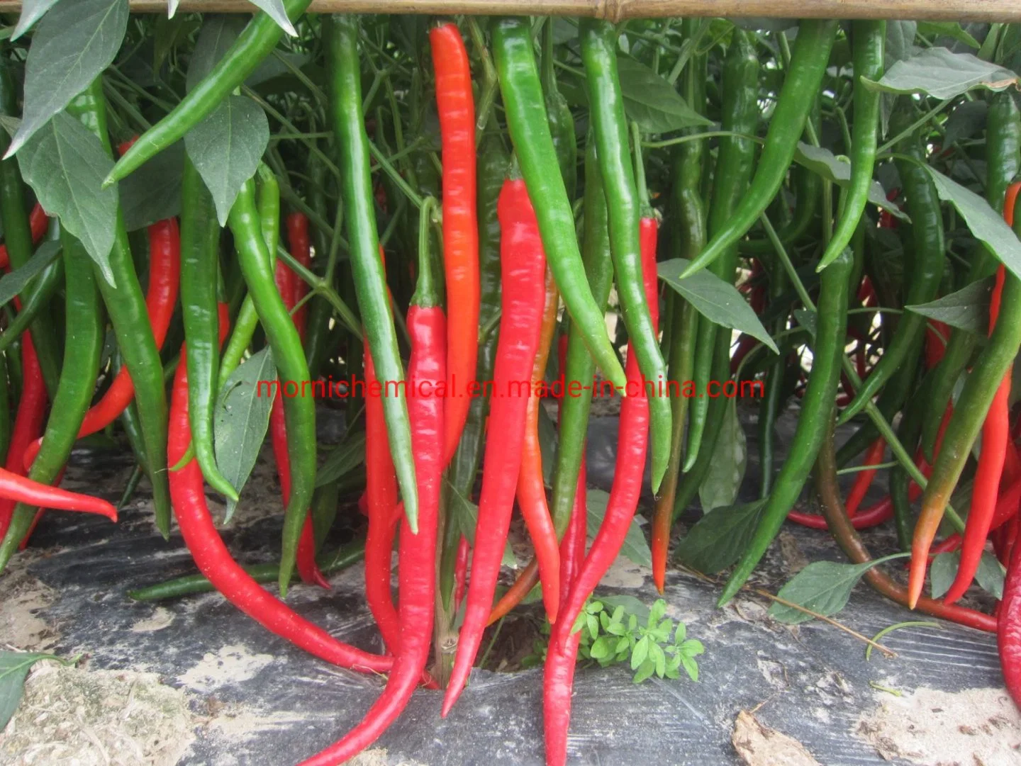 Long Line Pepper Hot Pepper Seeds Red Fruit Suitable for Chilli Source