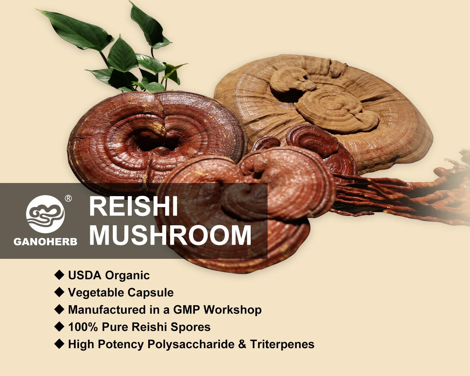 Organic Reishi Spore Capsule le champignon Reishi organiques Spore Capsule Poudre