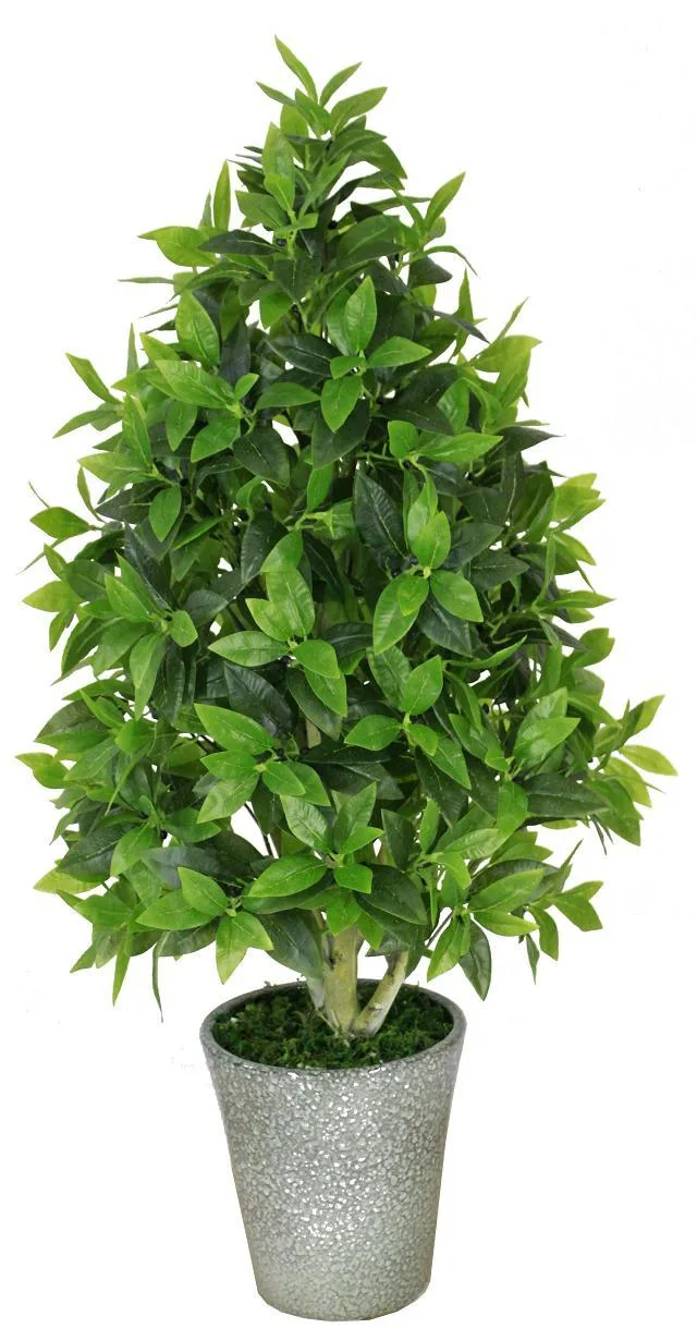 Evergreen Chinese Topiary Plant for Decoration