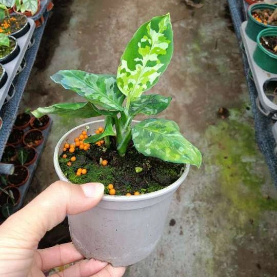 Aglaonema verde Camuflaje Bonsai Seedling Planta Real Venta caliente