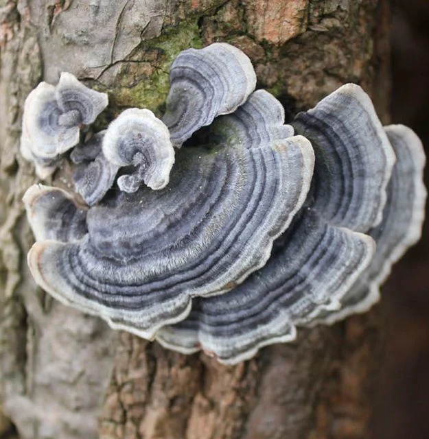 Getrocknete Putenschwanz Pilz, Trametes Versicolor, Coriolus Versicolor, Polyporus Versicolor Lieferant