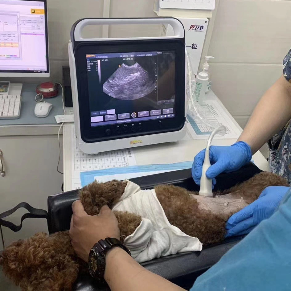 15 Inches Touch Screen Scan Pad Animal Hospital Pet Clinic Vet Ultrasound Scanner for Bull Dog Pregnancy Checking