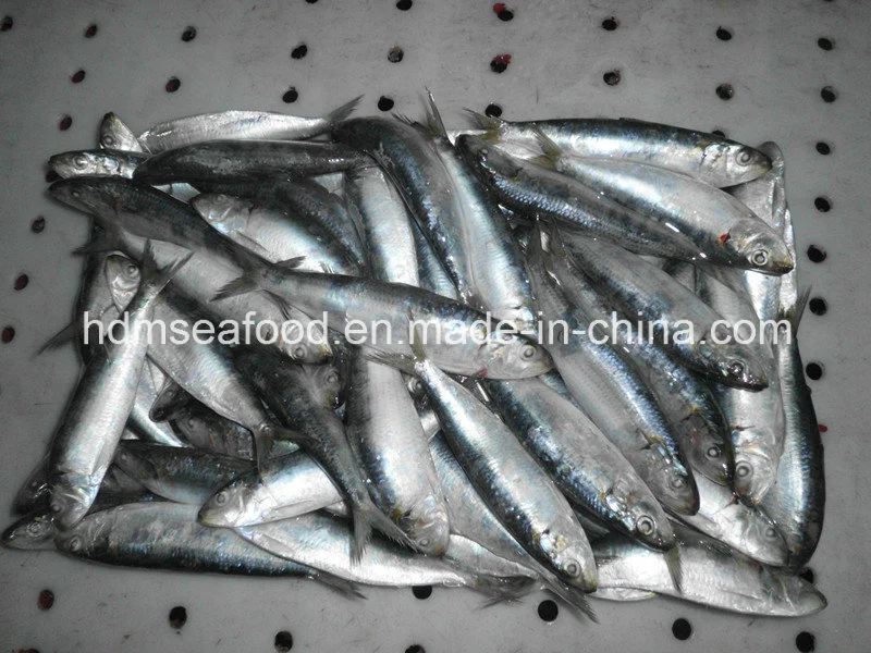 Todo el Fround congelados de pescado de la sardina (Sardinella aurita)