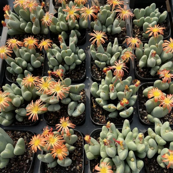 Hot Sale Beautiful Wholesale/Supplier Indoor Flower Conophytum Bilobum Neroli Conophytum Succulent Plants