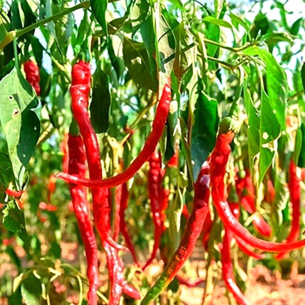 Film commercial verre lumière du soleil serre pour laitue/fraise/cerise/aubergine/Chili avec hydroponique/système d'irrigation Ventilateur