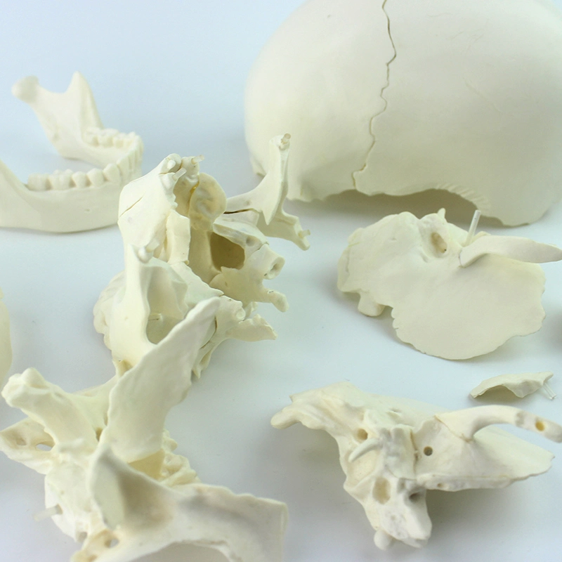 Teaching Demonstration Skeleton Skull Kit 22 Individual Bones Human Models with Natural Size