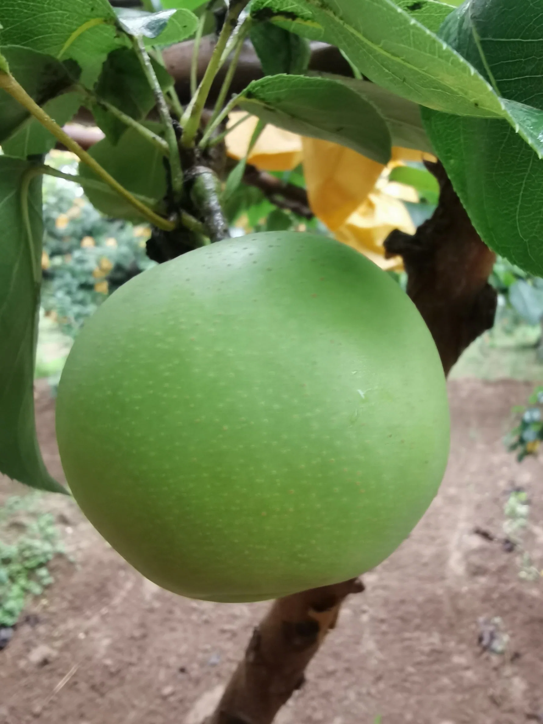 New Season Green Emerald Pear for Exporting