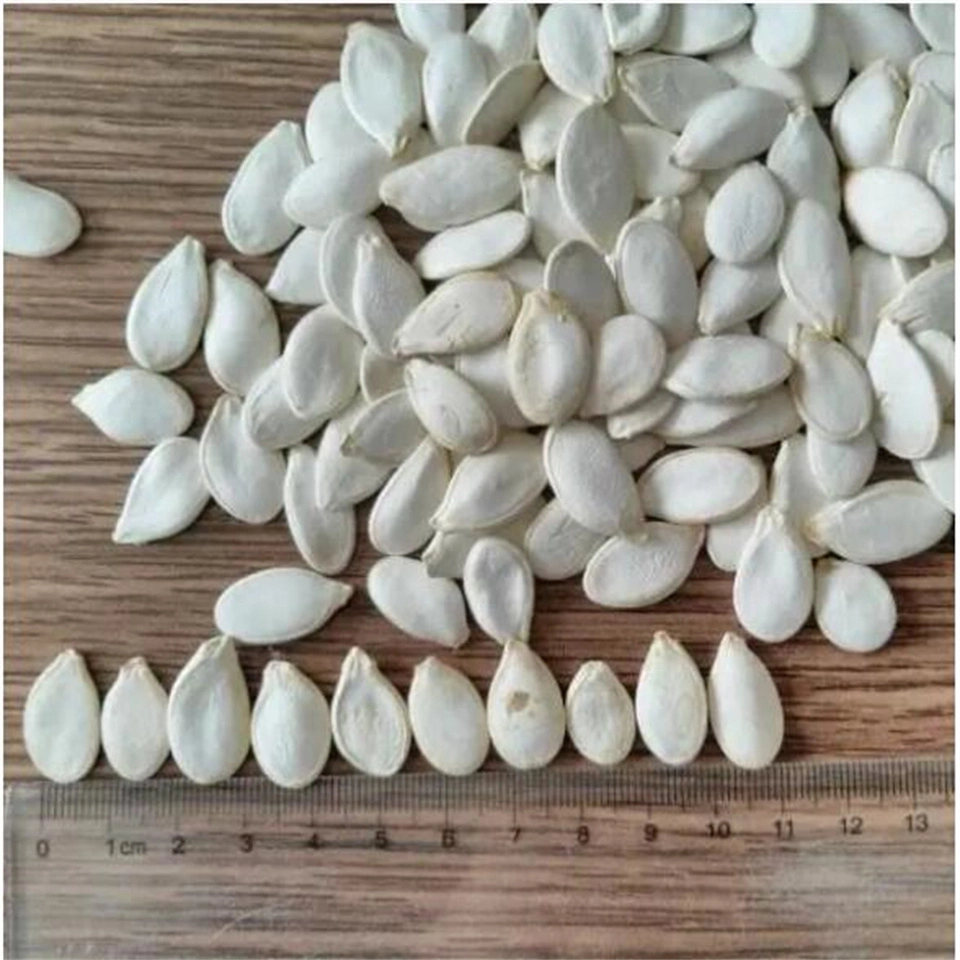 Good Quality Big Size White Color Inner Mongolia Factory Snow White Pumpkin