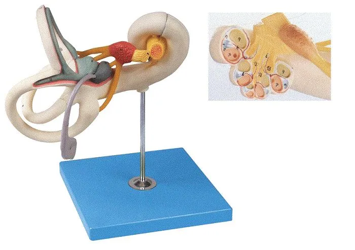 Écran d'enseignement en silicone souple labyrinthe agrandi extension de dissection interne Modèle