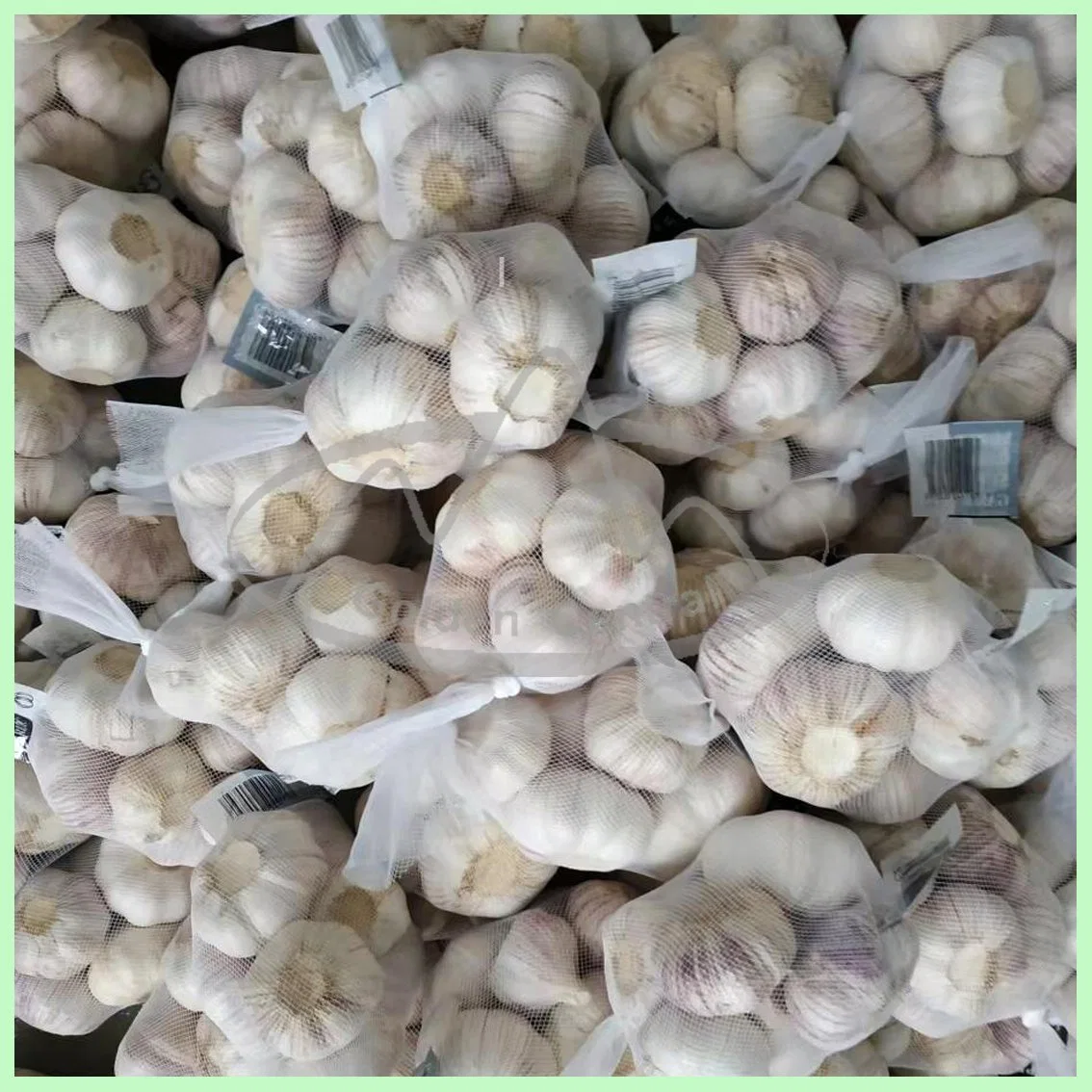 China Hot Sale Fresh Garlic 200g Pack, Normal White Garlic