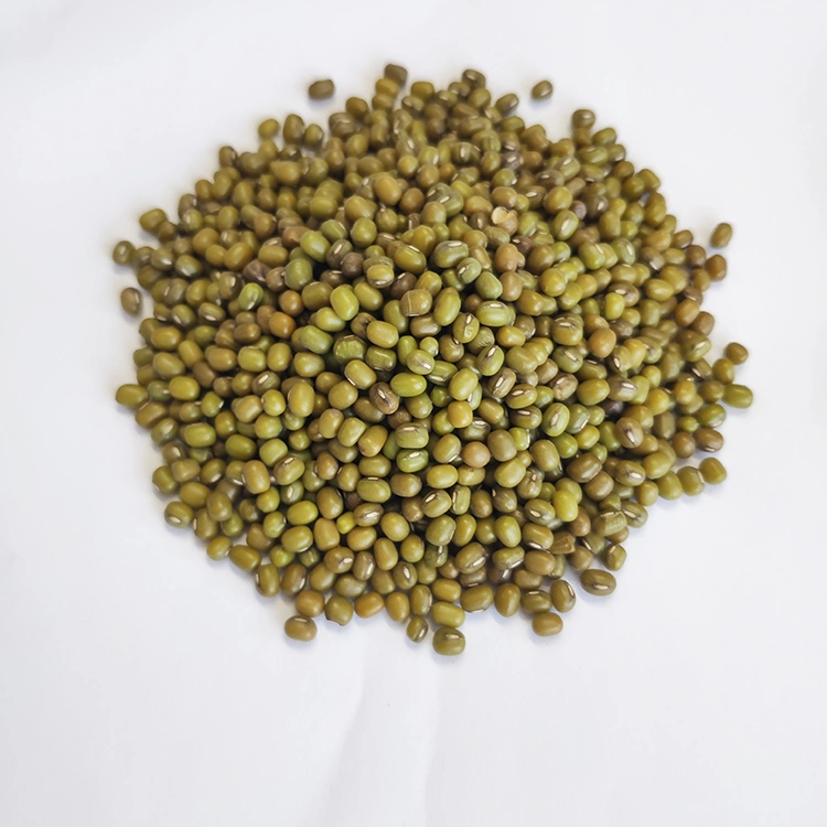 Wholesale Dried Green Bean/Round Bean Sprouting Type