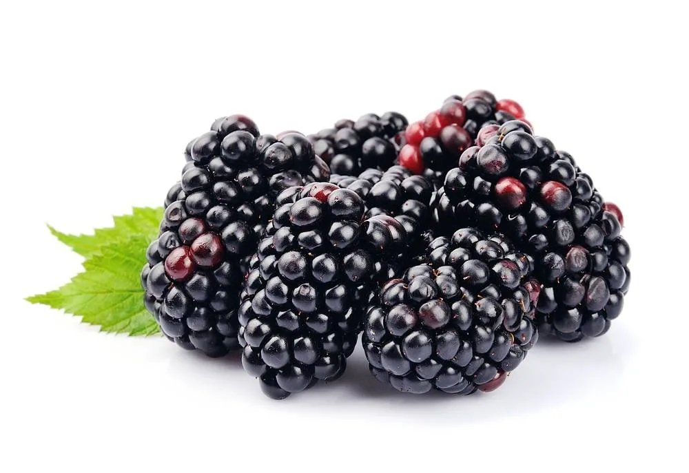 10 : 1 casher Halal 20 : 1 Blackberry Blackberry Extrait de fruits en poudre Poudre