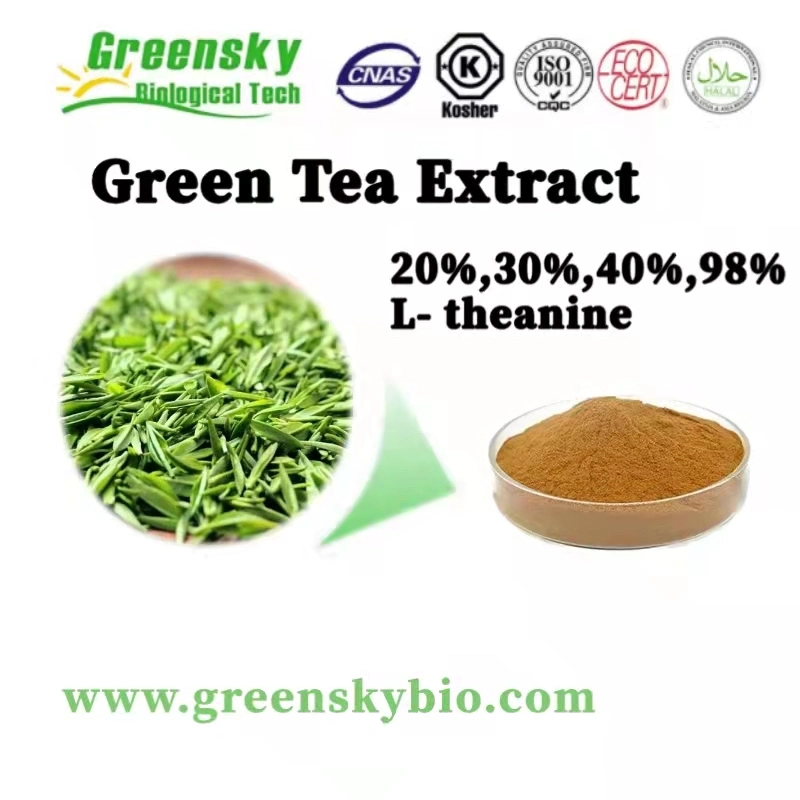 Extrait de thé vert 20%, 30%, 40%, 98% L- Theanine Camellia Sinensis (L.) Kuntze poudre jaune brune poudre fine extrait de plantes de haute qualité extrait de plantes