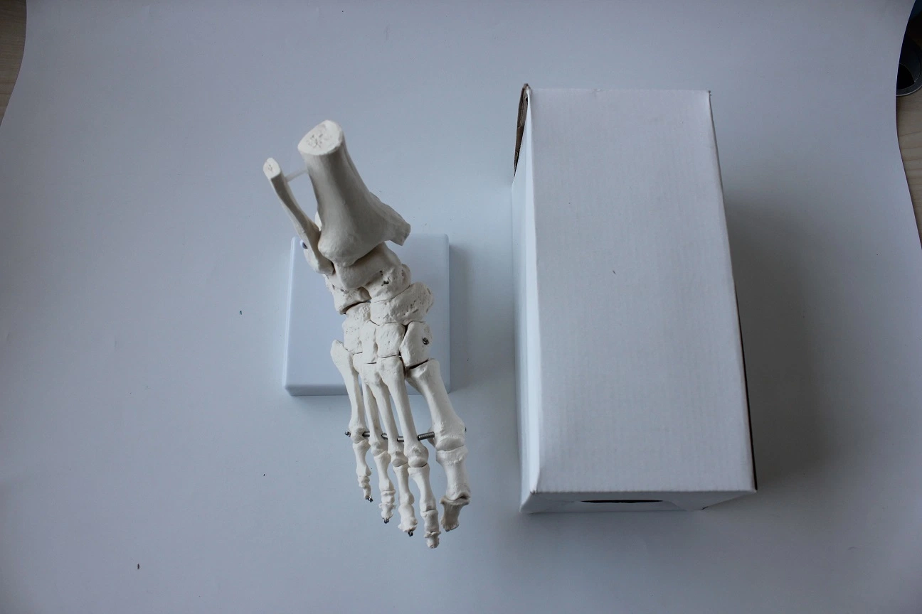 Medical Teaching Model Foot Bone Model Foot Model with Base