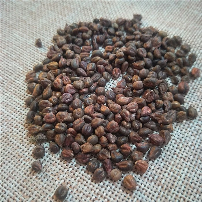 Pu tao mayor híbrido chino de la germinación de semillas de fruta de uva en venta