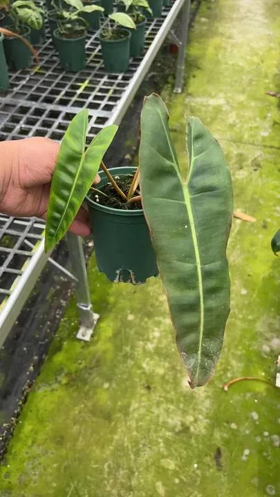 Philodendron Billitiae installation réelle Bonsai Accueil Décoration Intérieure de pépinière de gros de plein air