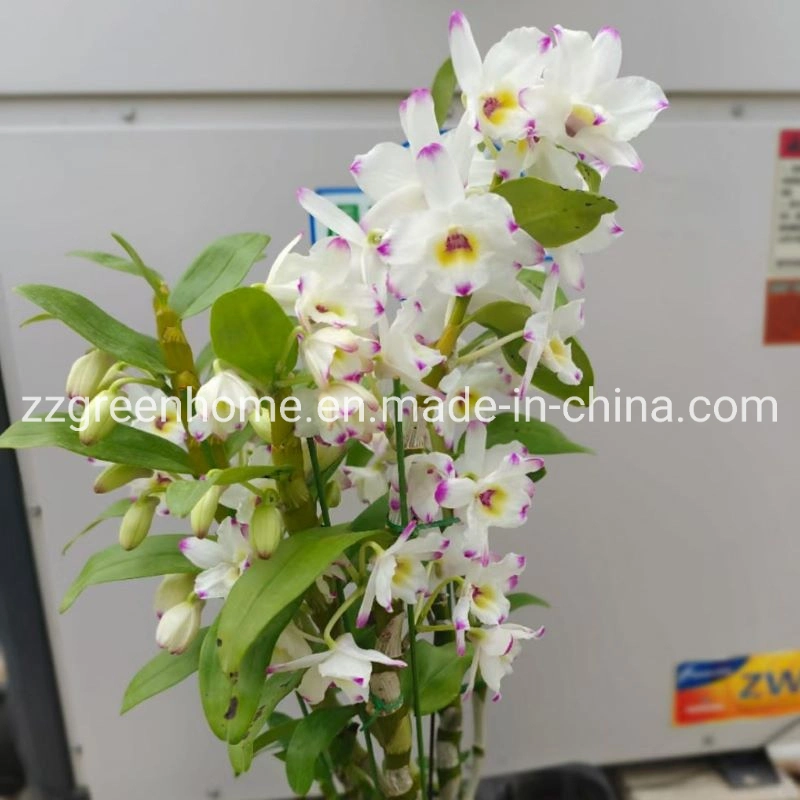 Vivo planta Interior Dendrobium hermosa Flor