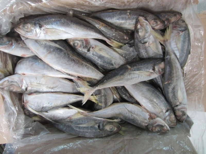 Land Frozen Horse Mackerel 22cm+ Suit for Angola Market