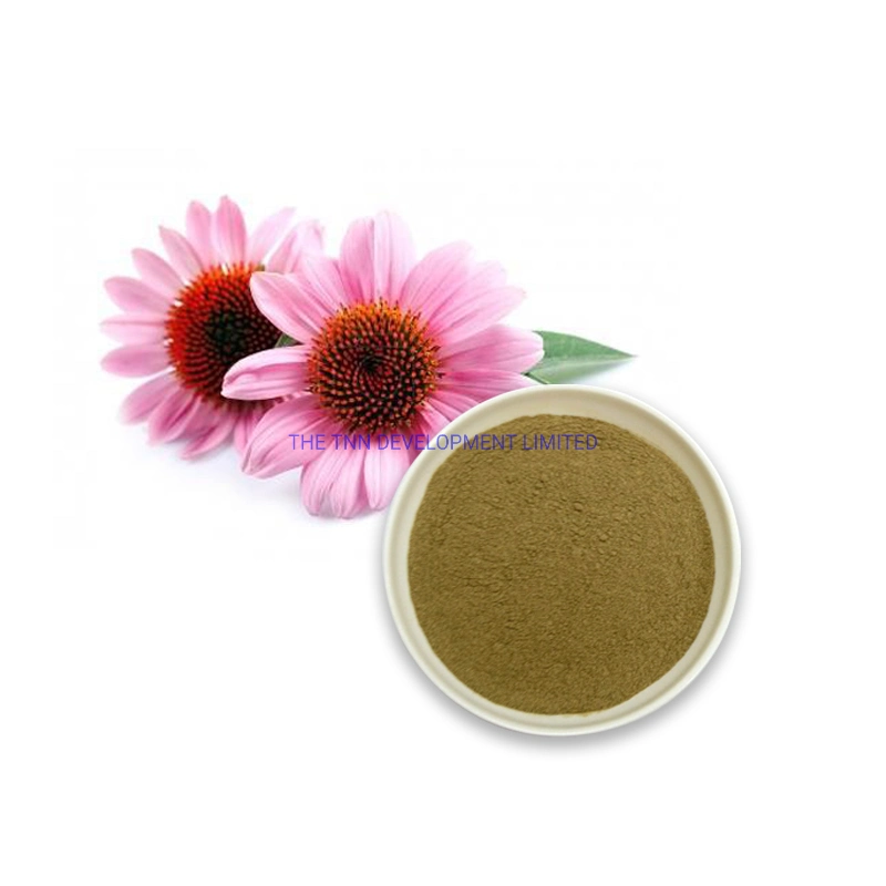 Extrato radicular de ácido Cichorico Echinacea Purpurea Food Grade Extract Ácido de chicória