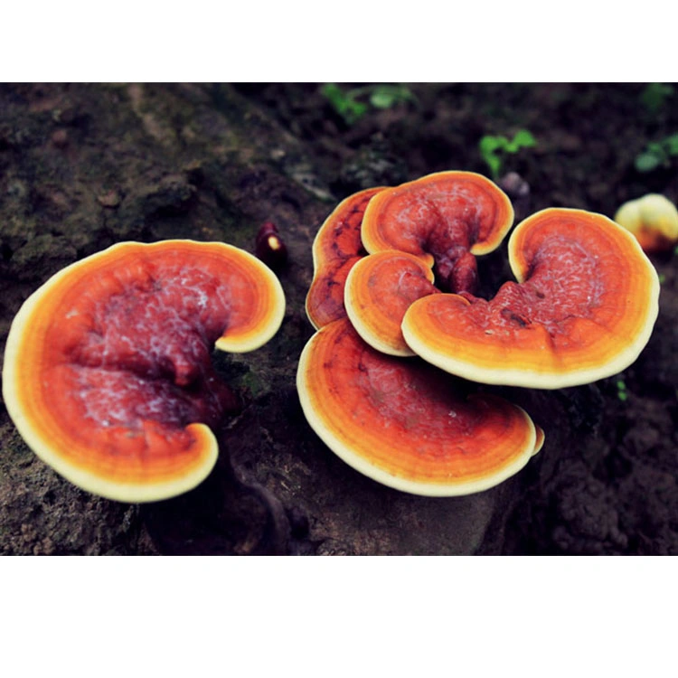 Medicinal Mushrooms Reishi Mushroom Extract Reishi Powder Reishi Extract Reishi Mushroom Ganoderma Lucidum Mushroom Extract