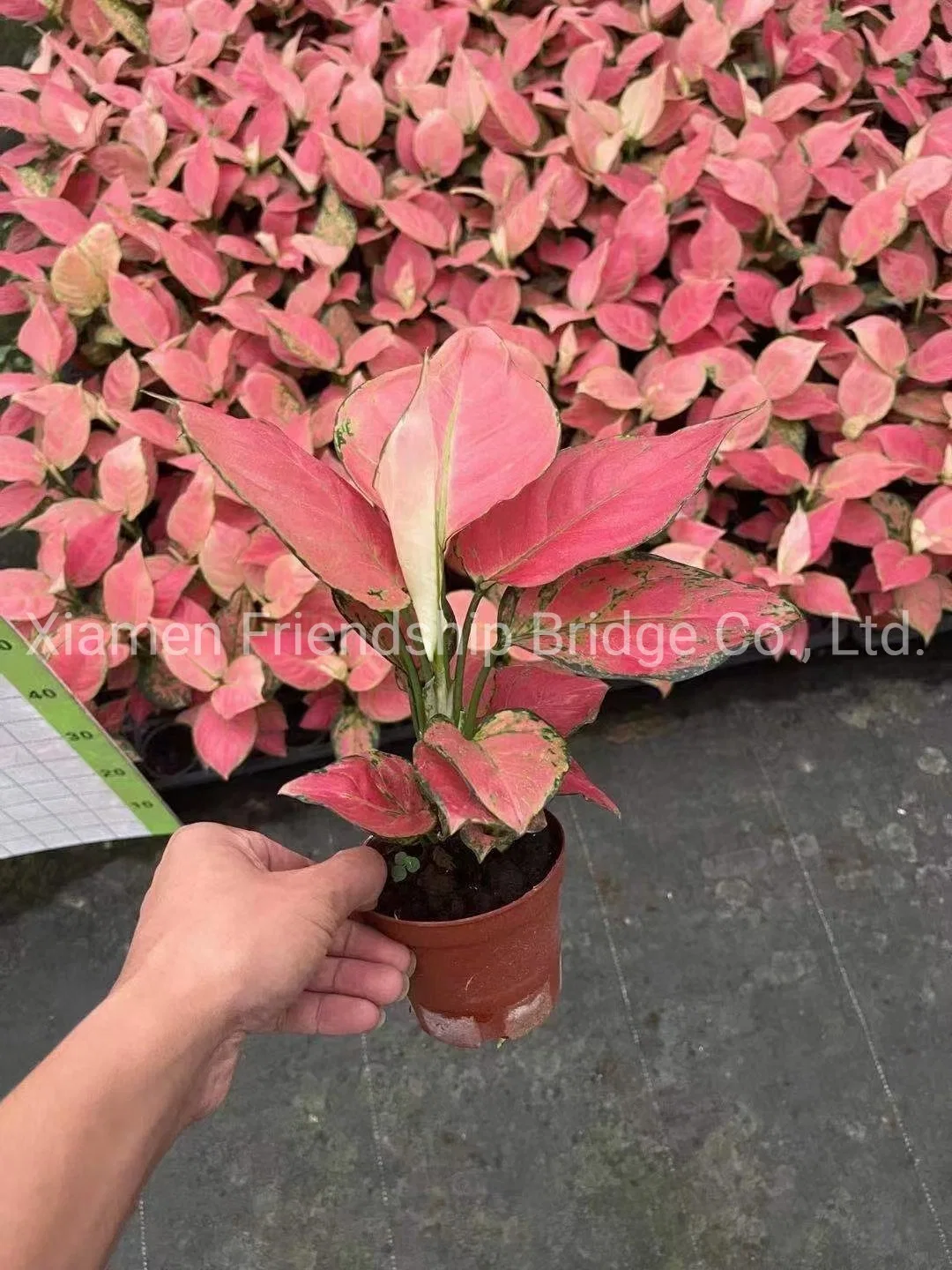 Hotsale Foliage Red Aglaonema Living Plants Ornamental Bonsai Jili Red