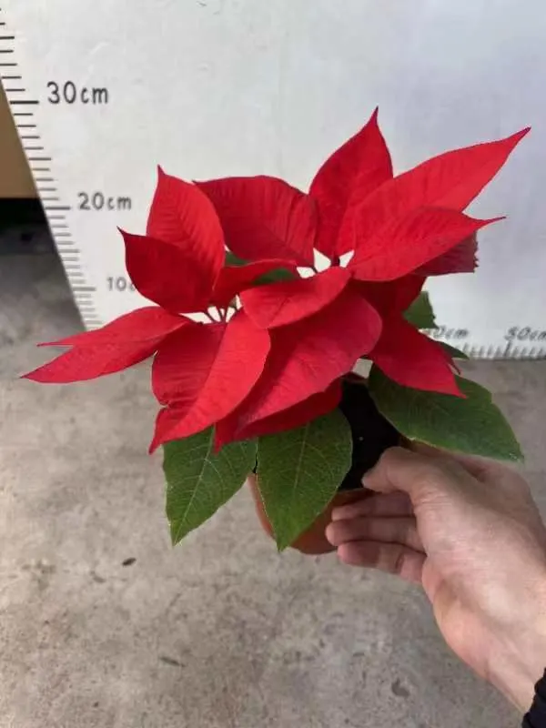 Großhandel Poinsettia Blumen Blatt Pflanze Topfed Bonsai für Gartendekoration, Innenpflanzen Live-Pflanzen China Kindergarten