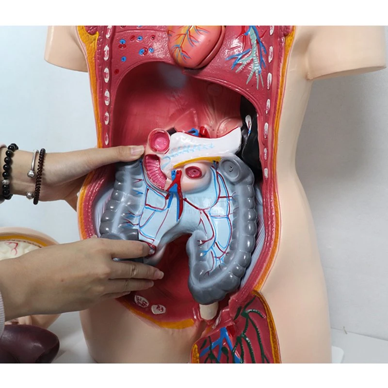 Sy-N018 Medical Model Anatomy Human Organs Model Male and Female Torso Model