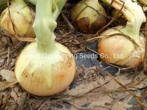 Heat Resistant Hybrid Yellow Onion Seeds for Plant