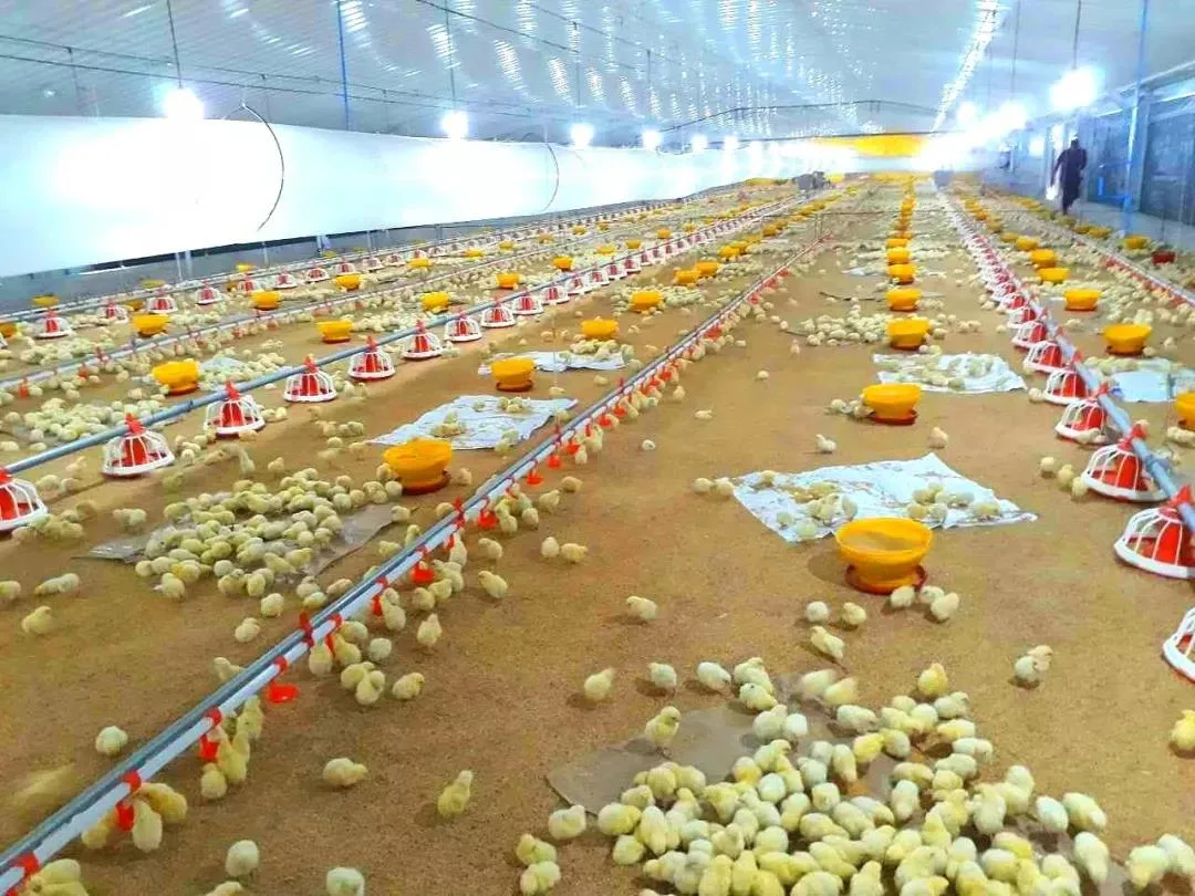 Modern Integrated Farms Use Prefabricated Light Steel Poultry Houses