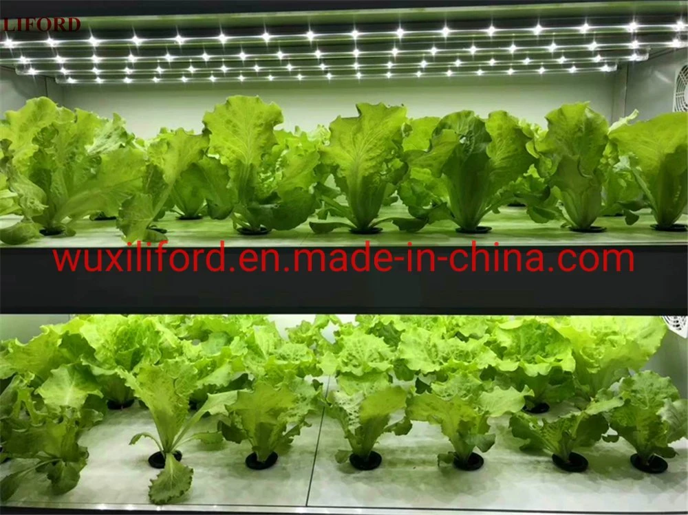 Indoor Automatic Hydroponics Growing System Vertical Farming