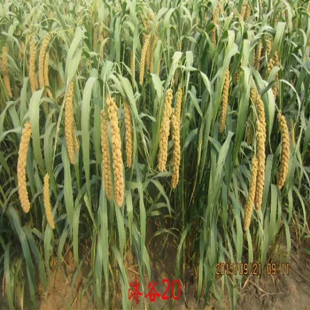 Planting High-Quality Grain Millet in North China, South China and Southwest China