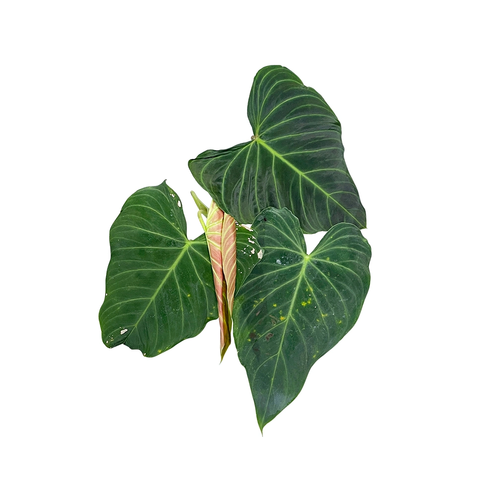 Philodendron Melanochrysum Real Plant Bonsai Home Decor Nursery Wholesale/Supplier