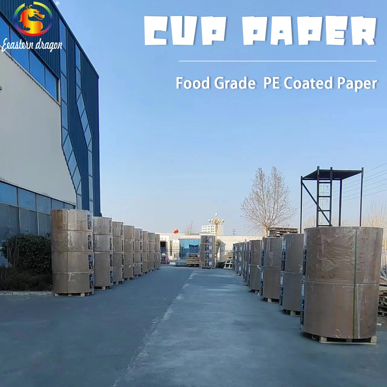 Grade AA Paper Cup Base Paper factory wholesale