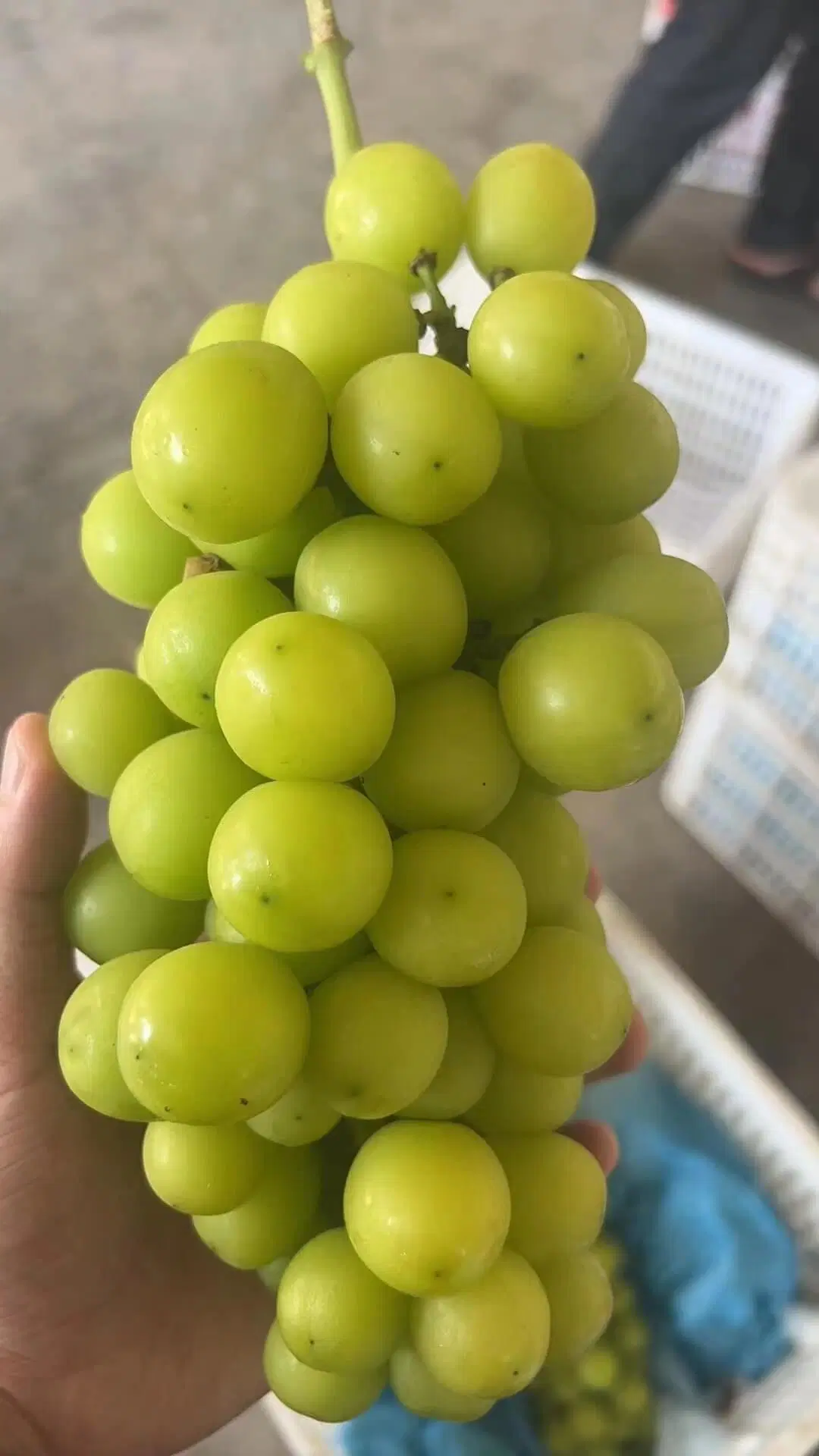 Fresh Sunshine Muscat Red/Green Seedless Grapes Malus Domestic Pyrus Vitis Spp Prunus Persica