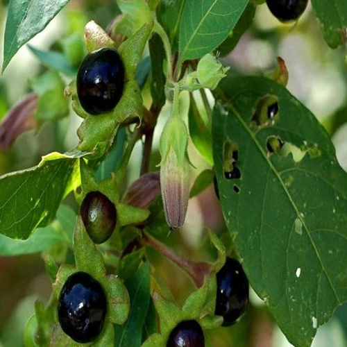 Extracto líquido de Belladonna 0.9% para intermédio farmacêutico