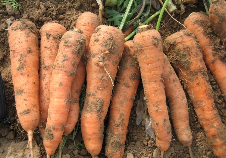 New Season Fresh Carrots Wholesale Cheap Price Fresh Vegetable