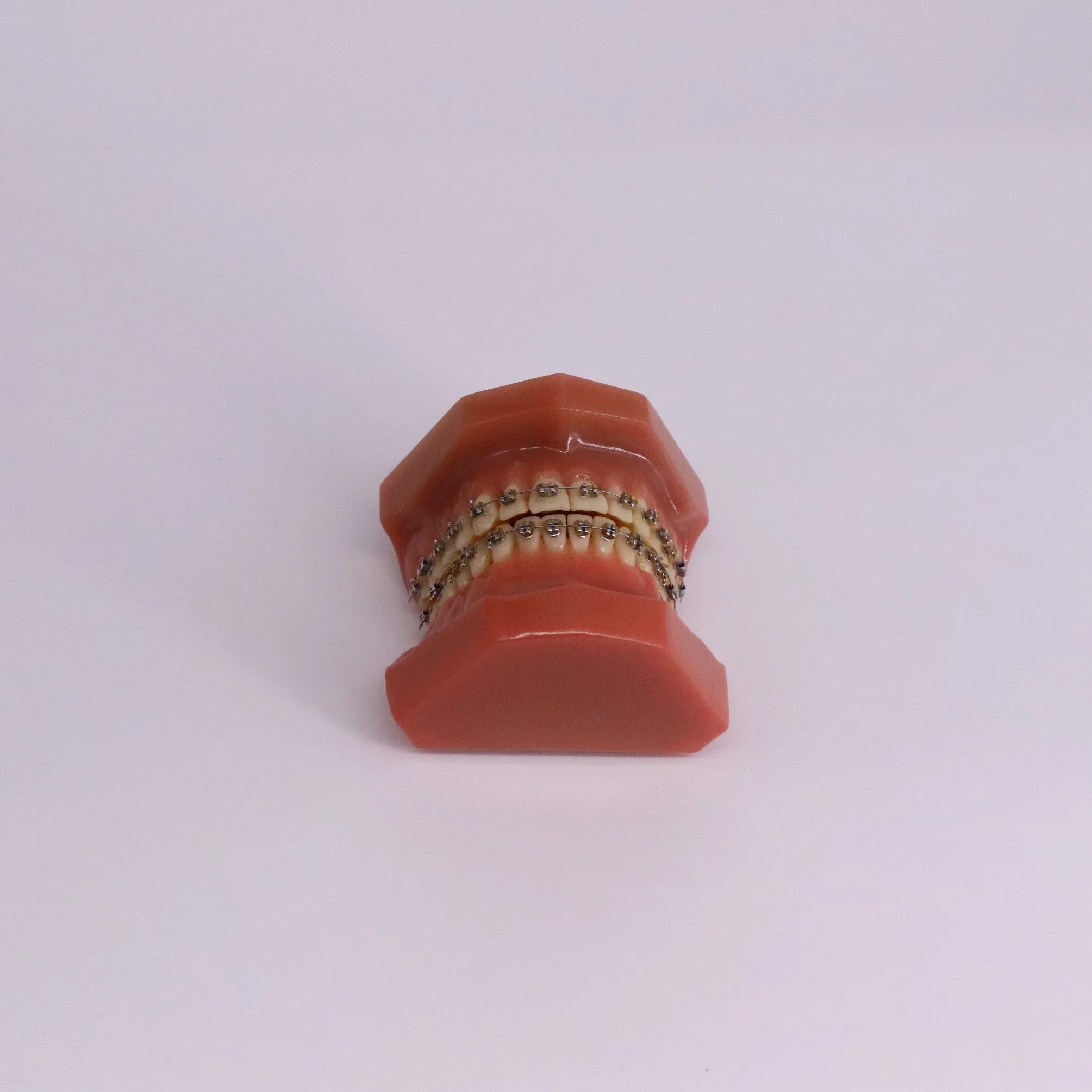 Estudio de la enseñanza de la formación práctica de la anatomía dental dientes modelo de plástico