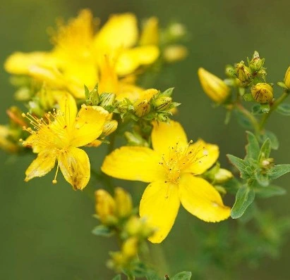 El 0,3% Hypercins Natural St Johns Wort Hypericum Perforatum extracto en polvo