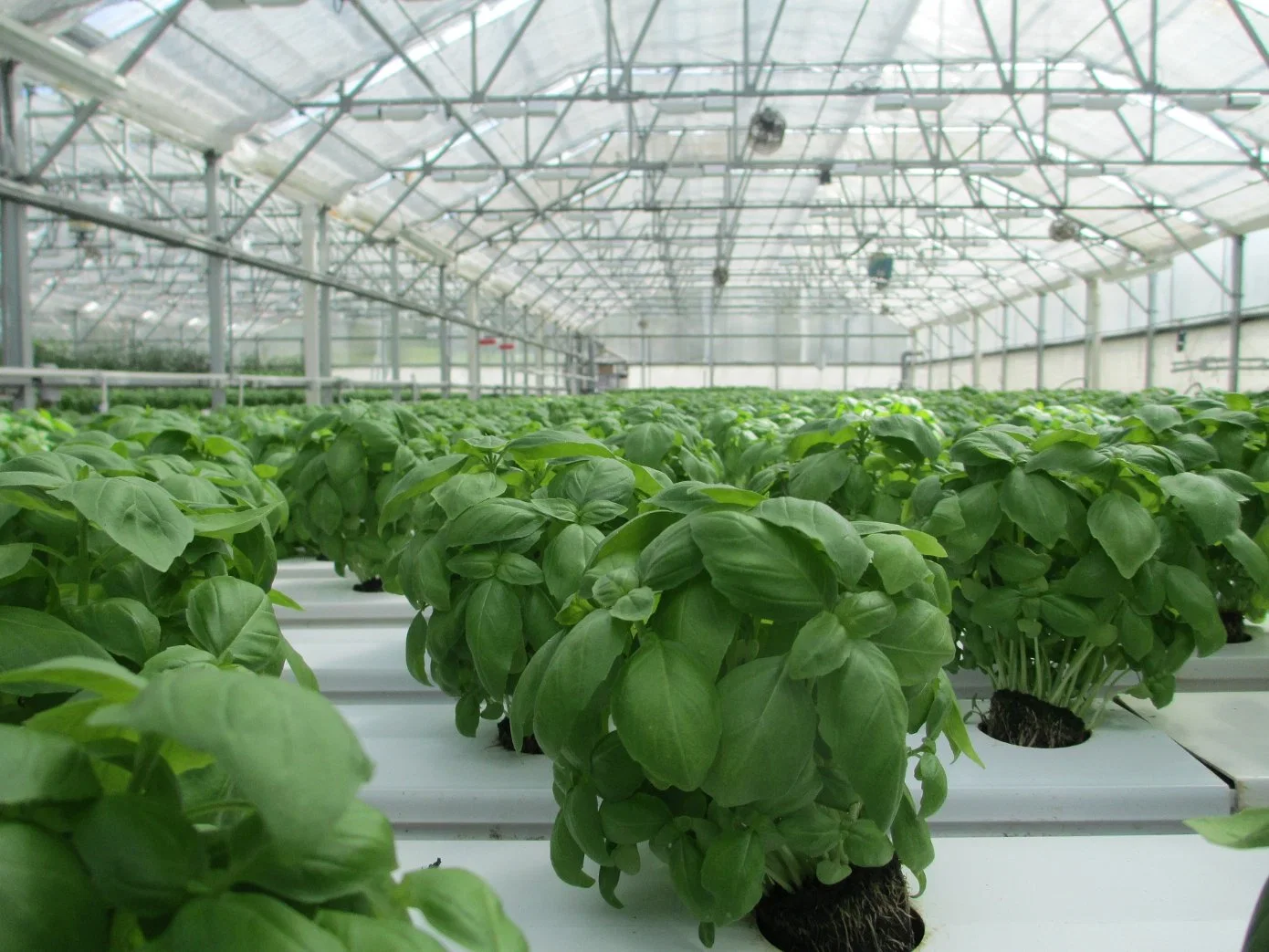 Modern Agriculture Multi-Span Customized Glass Greenhouse with Hydroponics System Cooling System for Vegetables Fruits Flowers Strawberry Fruits