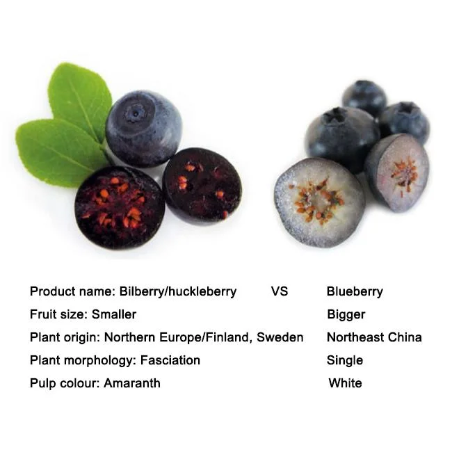 100% Natural Food and Beverage Organic Fruit Extract Freeze Dried Blueberry Powder