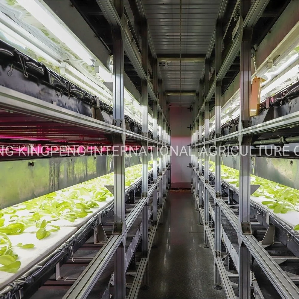 Hydroponic Cultivation for Vegetable in Moveable Plattform