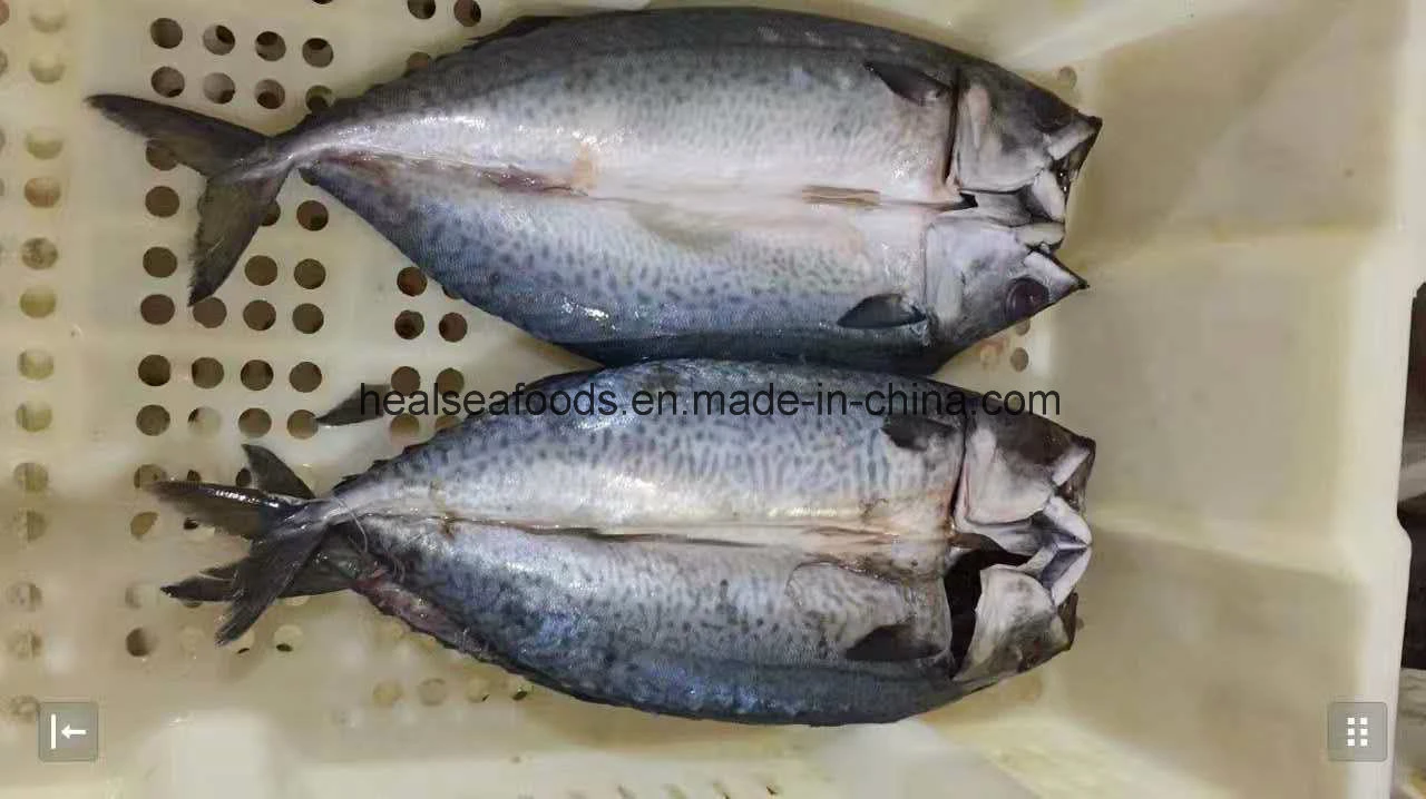 6-8 PCS/Kg Frozen Fish Mackerel