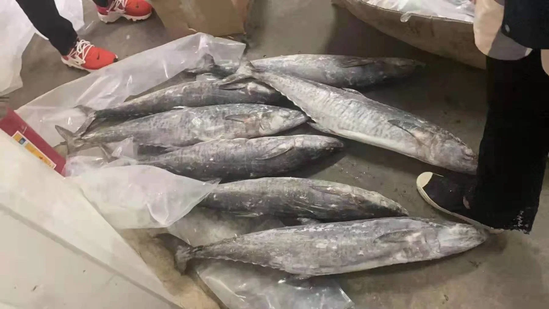 Large Size Bulk Fish Price Spanish Mackerel