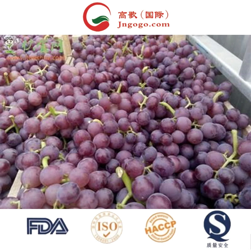 Export Superior Seedless Fruits Grapes Fresh Red Globe Seedless Grapes 2022