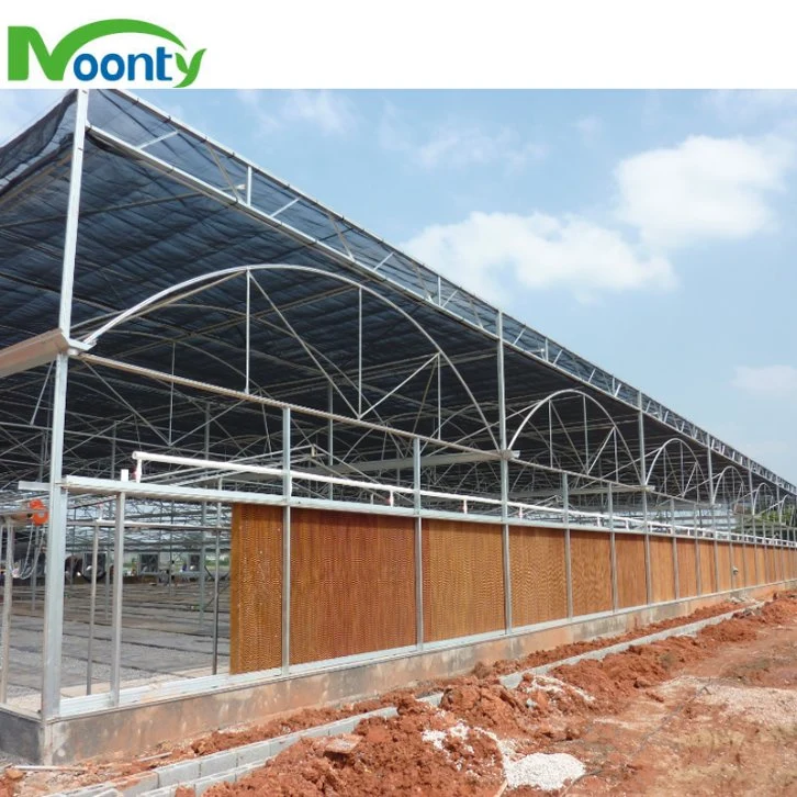 Best Greenhouse Covered with Polythylene Film for Agricultual/ Commercial Growing