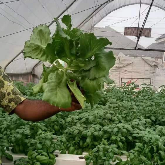 Nft de PVC para las Verduras Hidroponía invernaderos comerciales de lechuga