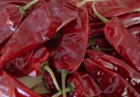 Hot sell Red Pepper Jinta Chili com melhor qualidade / Xinglong/Chili/Dry Red Pepper